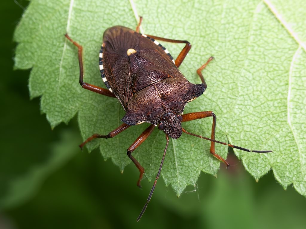 Pentatoma (Pentatoma) rufipes (Linnaeus, 1758)